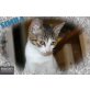 SIMBA, Tierschutz - Kater