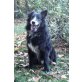SIMBA Traumhund sucht Familie, Australian Shepherd Dog - Rüde
