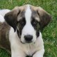 SIMBA - Ubeda, Herdenschutzhund-Mix - unkastriert Welpen - Rüde
