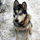 SIMI, Alaskan Malamute - Hündin