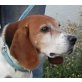 SIMON 2 - Pflegestelle Österreich, Beagle - Rüde