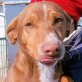 SIMON, Mix (ca. 30 ca), kastriert, ca. 1-2 Jahre - Rüde