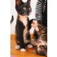 SIMON + SUE, Egyptien Mau-Norweger-Mixe - Kater