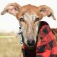 SIMON - Ubeda, Galgo Espanol - kastriert - Rüde