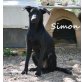 SIMON.. ist ein schwarzer Hundeprinz!, Mischling - Rüde