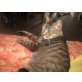 SIMON 'kleiner Kater-großes Herz', Tierschutz - Kater
