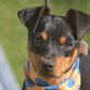 SINA - Linares, Pinscher (Mischling?) - unkastriert Welpen - Hündin