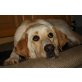 SINA, gelehrige,aktive Labrador - Hündin