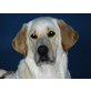 SINA, grundlieber Charakter-eben Labrador - Hündin
