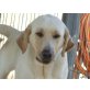 SINA, traurige einfach abgegebene Labrador - Hündin