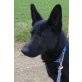 SINDRA, Pflegestelle Burgenland, Deutscher Schäferhund - Hündin