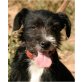 SINDY, Schnauzermischling - Hündin