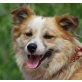 SINGO, Sheltie-Spitzmixrüde, PS Wien - Rüde