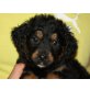 SINJA, Spanielmischling,Pflegestelle OÖ Welpen - Hündin