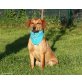 SINO, Labrador - Magyar Vizsla Mix - Rüde