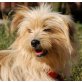 SINY, Pflegestelle Wien, Yorkie-Dackel-Mix - Hündin