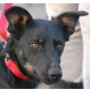 SIRTA Rickina, Pflegestelle Oberösterreich, liebe, bewegungsfreudige Pinscher-Schäfermix - Hündin