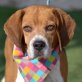 SISE - Linares, Beagle - kastriert - Rüde