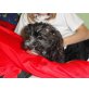 SISSI, Cairn Terriermix,Pflegestelle Nö Welpen - Hündin