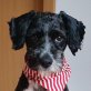 SISSY - Linares, Tibet-Terrier-Mischling - kastriert - Hündin