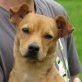 SISSY - kastriert, Pinscher-/Dackel-Mischling Welpen - Hündin