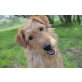 SITUS, Wuschel/Terrier Mischling - Rüde