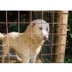 SKOPYE ein Leben hinter Gittern, Maremmaner Hirtenhund - Rüde