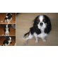 SKY, Cavalier King Charles Spaniel - Rüde