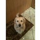 SKY, Golden Retriever - Rüde