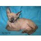 SLADE Don Sphynx Baby, Don Sphynx - Kater