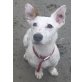 SMARTIE, Pflegestelle Tirol, SÜSSES ENERGIEPAKET - Jack  Russel - Rüde