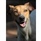 SMARTY, Ratonero Bodeguero Andaluz - Rüde