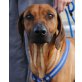 SMERALDA - Pflegestelle Steiermark, für Rassekenner - wunderschöne RIDGEBACK - Hündin