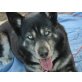 SMILIA, Huskie-Mischling verlor ihr Herrchen - Hündin