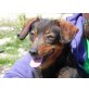 SMILLA 2, Pflegestelle Mondsee/OÖ, Dackelmix - Hündin