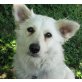 SMILLA - Pflegestelle Österreich, Spitz - Mix - Hündin