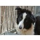 SMILLA, lieber Familie als Schafe-Border Collie - Hündin