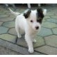 SNOOPI, Pflegestelle Nähe Wien, Mix Welpen - Rüde