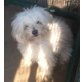 SNOOPY 13, Pflegestelle Tirol, kleiner, sehr süßer Bichon-Mix - Rüde
