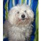 SNOOPY 13, Pflegestelle Tirol, zuckersüßer Wattebausch - Bichonmix - Rüde