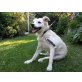 SNOOPY, Mix - Rüde