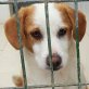 SNOOPY ... ZUCKERSÜSSES BUB IN TÖTUNG! - Rüde