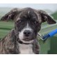 SNOOPY - unkastriert, Mittelgroß werdender Mix Welpen - Rüde