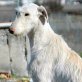SNOW, Rauhaar-Galga - Hündin