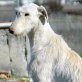 SNOW, Rauhaar-Galga, kastriert - Hündin