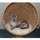 SNOWI BENGALKATZE, Bengalkatze - Katze