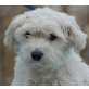 SNOWY 3, Pflegestelle Wien, KLEINER  TRAUMHUND! Maltesermix - Rüde