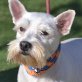 SOE, West Highland White Terrier, kastriert - Hündin