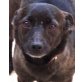 SOFIA 3, Pflegestelle Nähe Wien, süße kleine Maus - Pinscher - Hündin