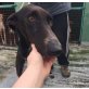 SOFIA, Podenco Canario - Hündin
